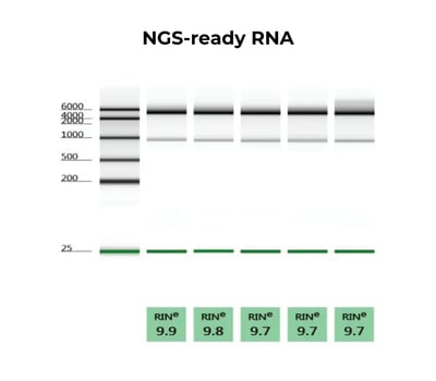NGS ready RNA