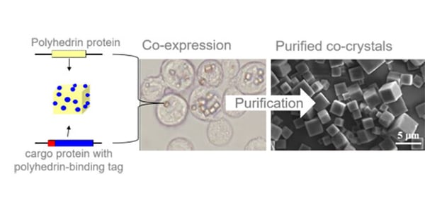 PODS: Sustained Release Growth Factors