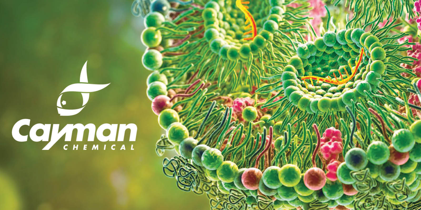 Fett verpackt: Cayman-LNPs bringen Biomoleküle ans Ziel - Teil 1