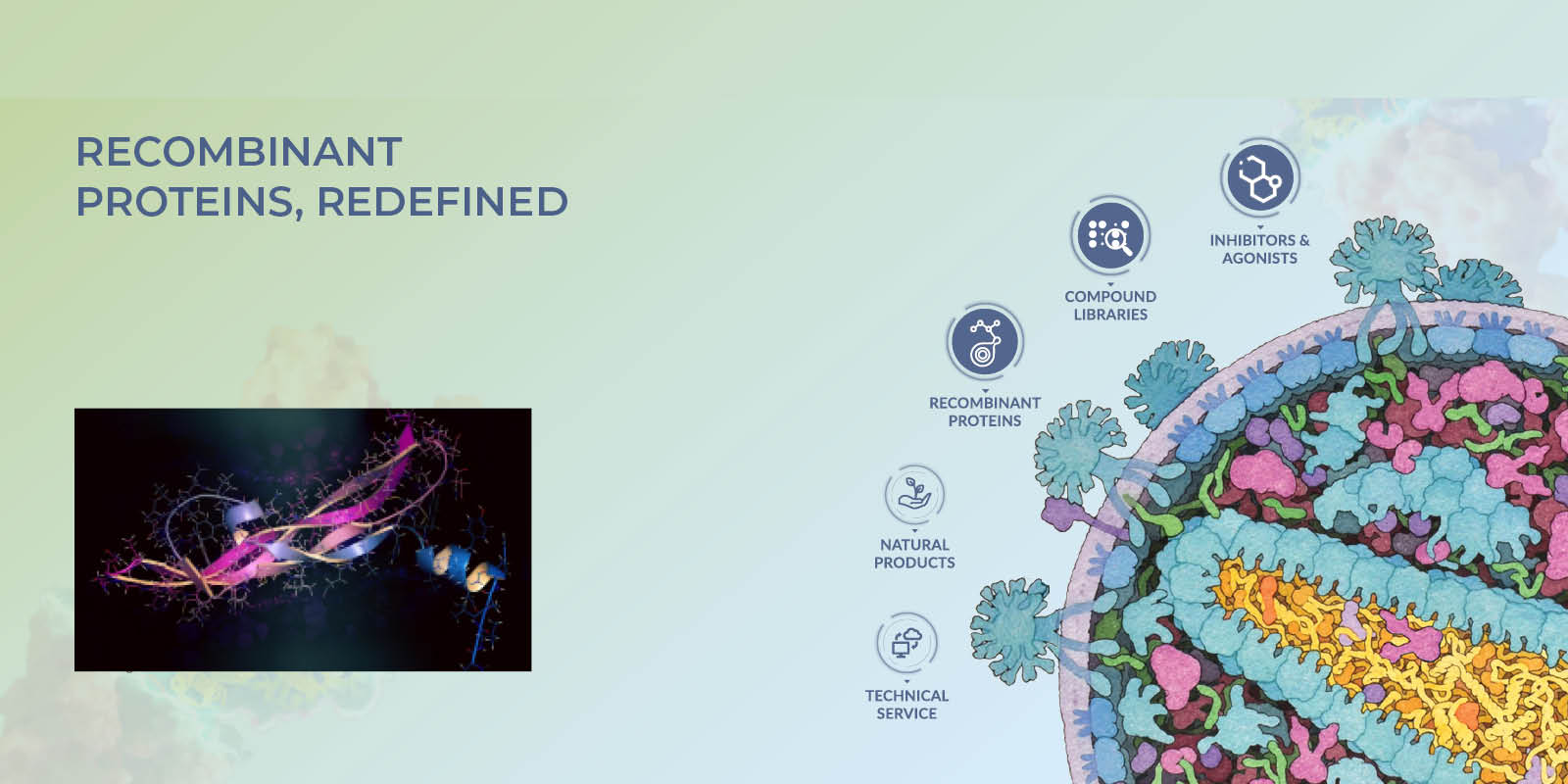 Recombinant Proteins, Redefined – with TargetMol